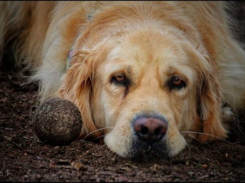 El maltrato animal como medio instrumental para la comisión de delitos en el ámbito de la violencia de género El maltrato animal como medio instrumental para la comisión de delitos en el ámbito de la violencia de género