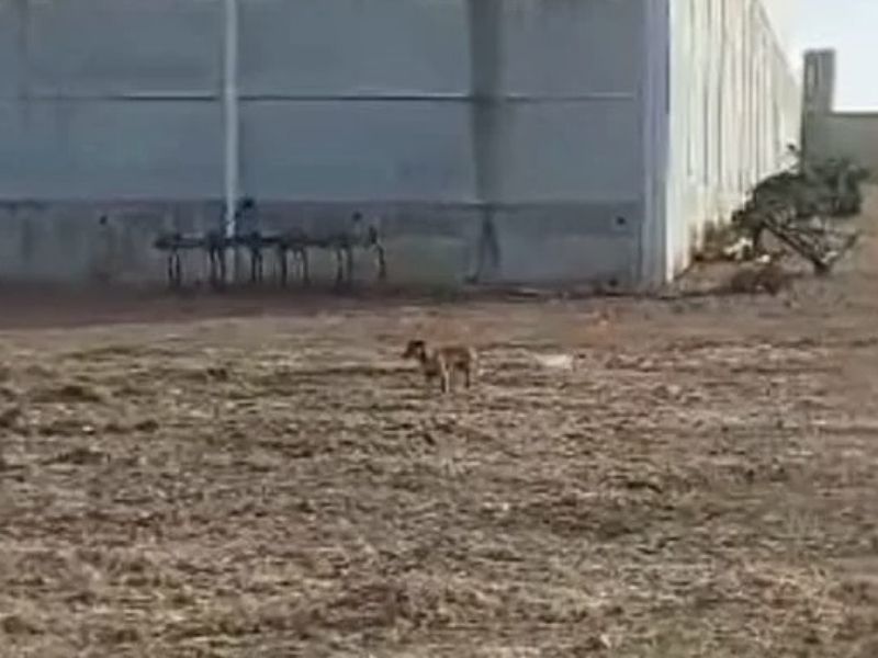 el caso de perro cameón el caso de los 25 perros